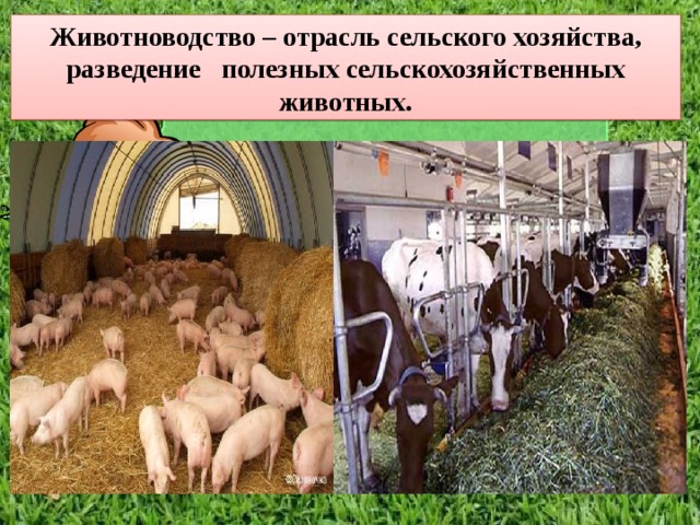 Животноводство – отрасль сельского хозяйства, разведение полезных сельскохозяйственных животных. 