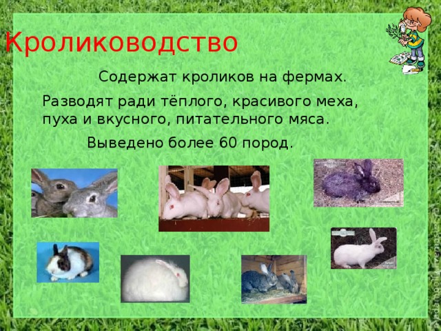 Животноводство в Краснодарском крае