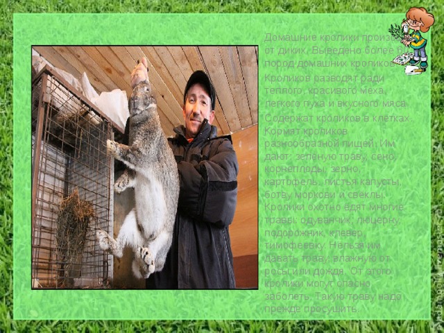  Домашние кролики произошли от диких. Выведено более 60 пород домашних кроликов.  Кроликов разводят ради теплого, красивого меха, легкого пуха и вкусного мяса.  Содержат кроликов в клетках. Кормят кроликов разнообразной пищей. Им дают: зеленую траву, сено, корнеплоды, зерно, картофель, листья капусты, ботву моркови и свёклы. Кролики охотно едят многие травы: одуванчик, люцерну, подорожник, клевер, тимофеевку. Нельзя им давать траву, влажную от росы или дождя. От этого кролики могут опасно заболеть. Такую траву надо прежде просушить. 