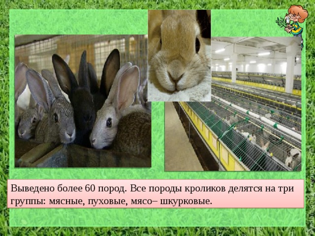 Выведено более 60 пород. Все породы кроликов делятся на три группы: мясные, пуховые, мясо– шкурковые. 5 