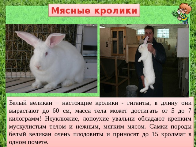 Мясные кролики Белый великан – настоящие кролики - гиганты, в длину они вырастают до 60 см, масса тела может достигать от 5 до 7 килограмм! Неуклюжие, лопоухие увальни обладают крепким мускулистым телом и нежным, мягким мясом. Самки породы белый великан очень плодовиты и приносят до 15 крольчат в одном помете. 