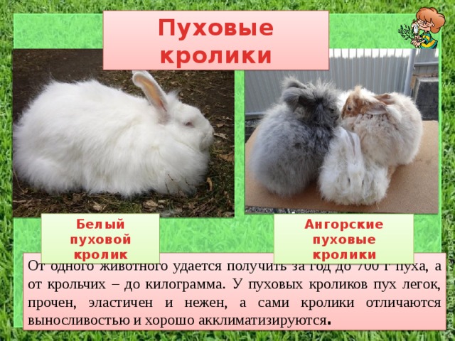 Пуховые кролики Белый пуховой кролик Ангорские пуховые кролики От одного животного удается получить за год до 700 г пуха, а от крольчих – до килограмма. У пуховых кроликов пух легок, прочен, эластичен и нежен, а сами кролики отличаются выносливостью и хорошо акклиматизируются . 