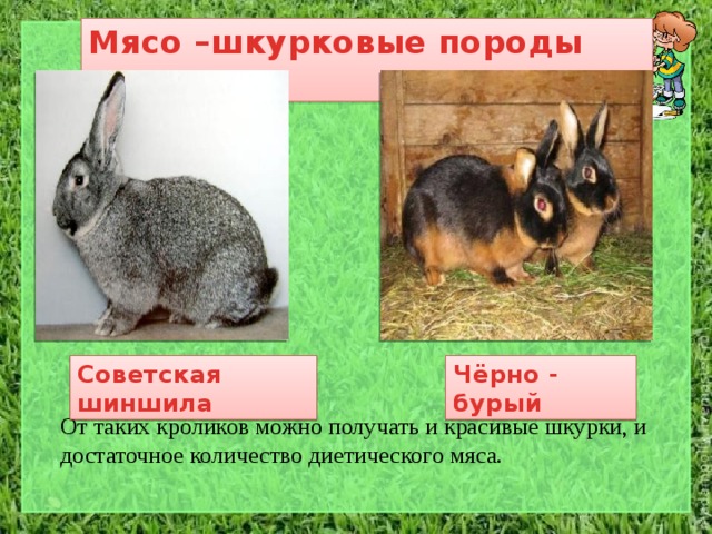 Мясо –шкурковые породы кроликов Советская шиншила Чёрно - бурый От таких кроликов можно получать и красивые шкурки, и достаточное количество диетического мяса. 