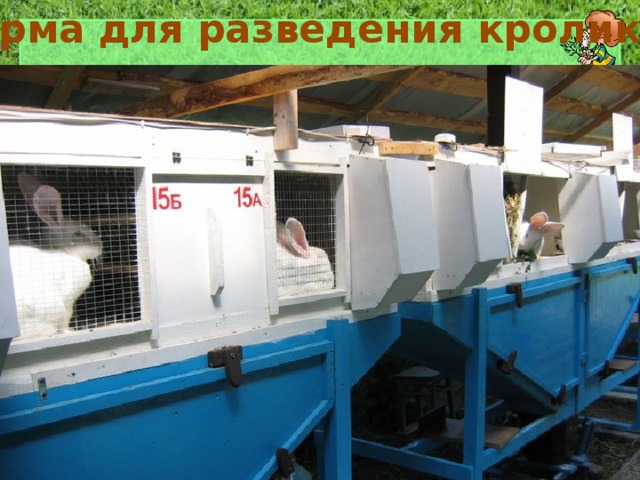 Ферма для разведения кроликов 