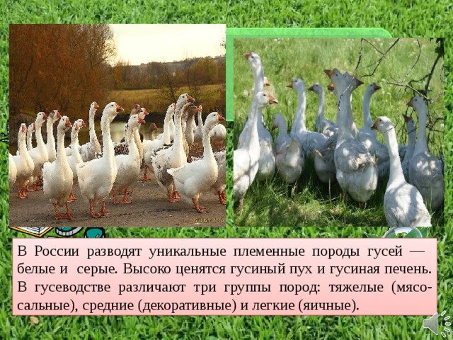 В России разводят уникальные племенные породы гусей — белые и серые. Высоко ценятся гусиный пух и гусиная печень. В гусеводстве различают три группы пород: тяжелые (мясо-сальные), средние (декоративные) и легкие (яичные). 