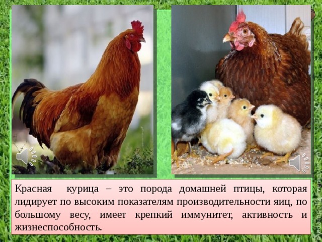 Красная курица – это порода домашней птицы, которая лидирует по высоким показателям производительности яиц, по большому весу, имеет крепкий иммунитет, активность и жизнеспособность. 