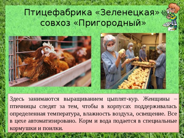 Птицефабрика «Зеленецкая»  совхоз «Пригородный» Здесь занимаются выращиванием цыплят-кур. Женщины – птичницы следят за тем, чтобы в корпусах поддерживалась определенная температура, влажность воздуха, освещение. Все в цехе автоматизировано. Корм и вода подается в специальные кормушки и поилки. 