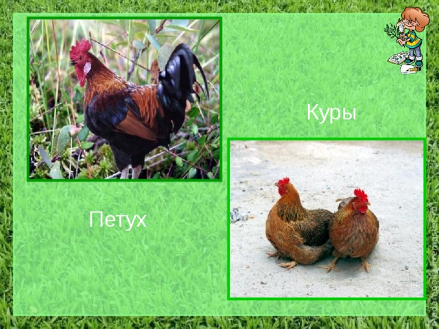 Куры Петух 