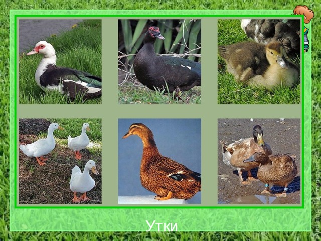 Утки 