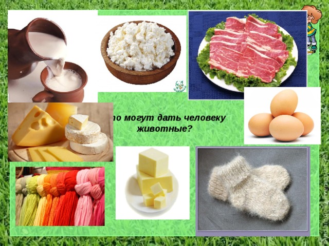 Что могут дать человеку животные? 