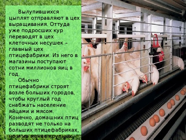   Вылупившихся цыплят отправляют в цех выращивания. Оттуда уже подросших кур переводят в цех клеточных несушек – главный цех птицефабрики. Из него в магазины поступают сотни миллионов яиц в год.   Обычно птицефабрики строят возле больших городов, чтобы круглый год снабжать население яйцами и мясом. Конечно, домашних птиц разводят не только на больших птицефабриках, но и на менее крупных птицефермах и на приусадебных участках. 