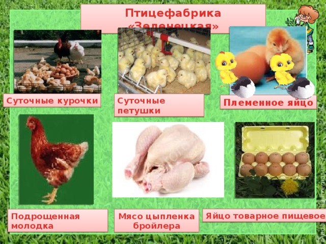 Птицефабрика «Зеленецкая» Суточные курочки Суточные петушки Племенное яйцо Яйцо товарное пищевое Подрощенная молодка Мясо цыпленка бройлера 