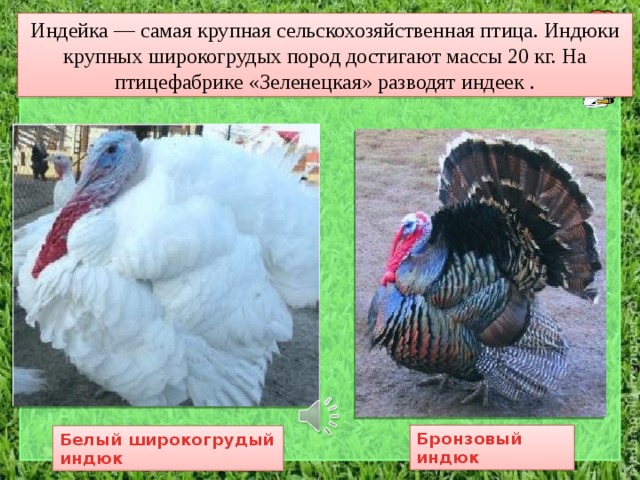 Индейка — самая крупная сельскохозяйственная птица. Индюки крупных широкогрудых пород достигают массы 20 кг. На птицефабрике «Зеленецкая» разводят индеек . Бронзовый индюк Белый широкогрудый индюк 