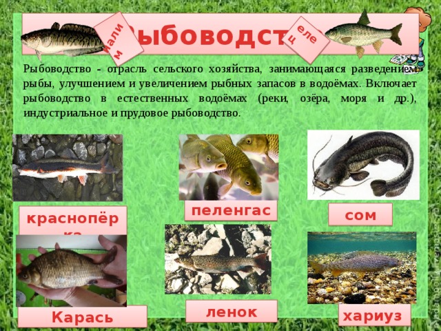 налим елец Рыбоводство Рыбоводство - отрасль сельского хозяйства, занимающаяся разведением рыбы, улучшением и увеличением рыбных запасов в водоёмах. Включает рыбоводство в естественных водоёмах (реки, озёра, моря и др.), индустриальное и прудовое рыбоводство. пеленгас сом краснопёрка ленок хариуз Карась 