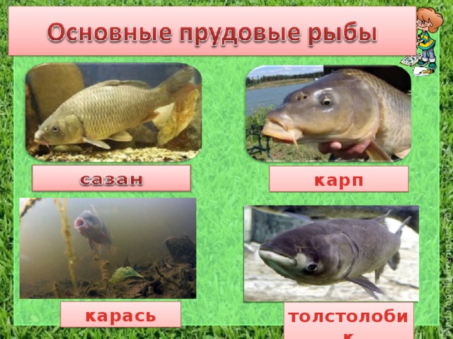 карп карась толстолобик 