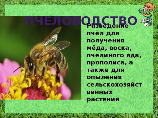 пчеловодство Разведение пчёл для получения мёда, воска, пчелиного яда, прополиса, а также для опыления сельскохозяйственных растений 