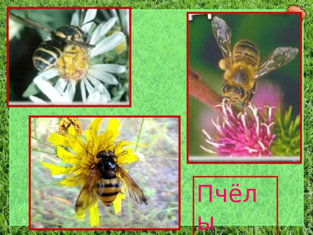 Пчёлы 