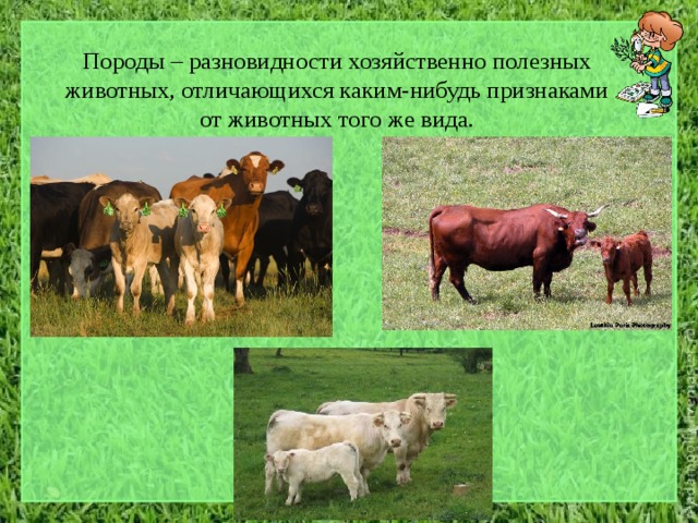 Породы – разновидности хозяйственно полезных животных, отличающихся каким-нибудь признаками от животных того же вида. 
