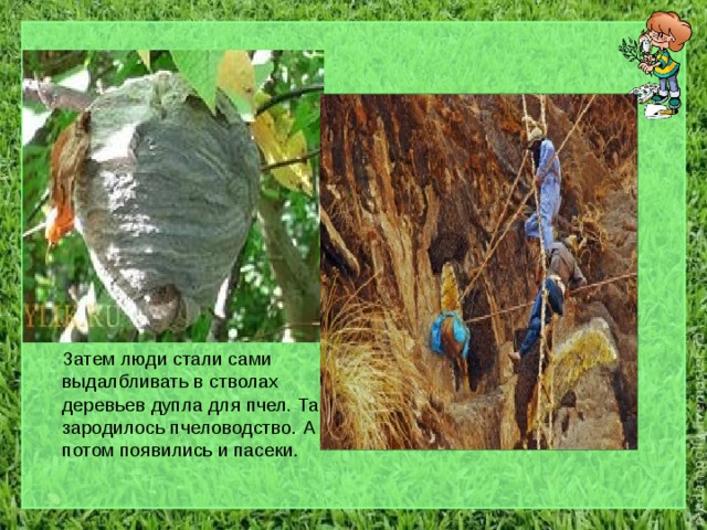  В далеком прошлом люди ходили за медом на охоту! В лесах тогда было очень много диких пчел. Они жили в дуплах деревьев. Найдя пчелиные жилища, люди их полностью разоряли, пчелин0ая семья погибала. Со временем люди стали забирать только часть меда, чтобы семья крылатых тружениц оставалась жить.  Затем люди стали сами выдалбливать в стволах деревьев дупла для пчел. Так зародилось пчеловодство. А потом появились и пасеки. 