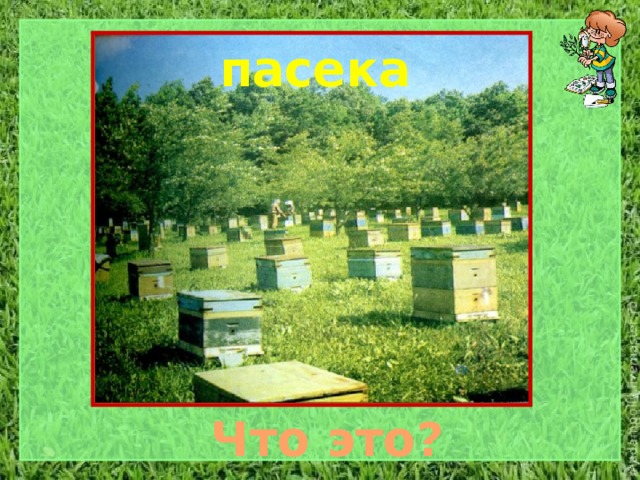 пасека Что это? 