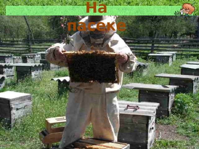 На пасеке 