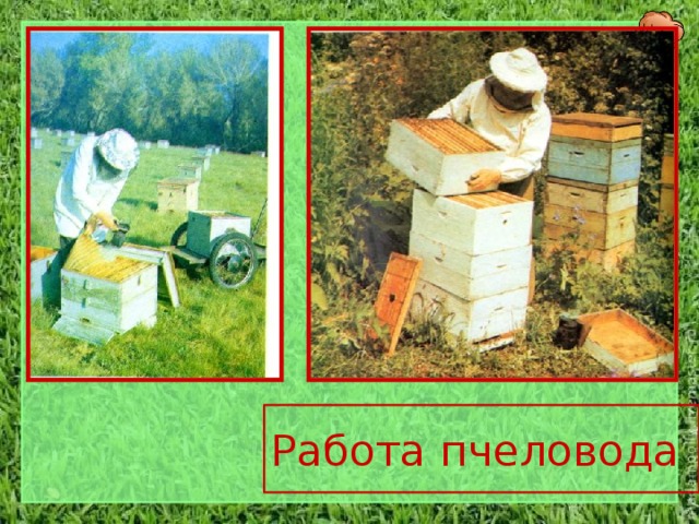 Работа пчеловода 