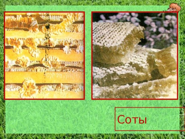 Соты 