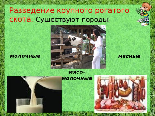 Разведение крупного рогатого скота. Существуют породы: молочные мясные мясо- молочные 