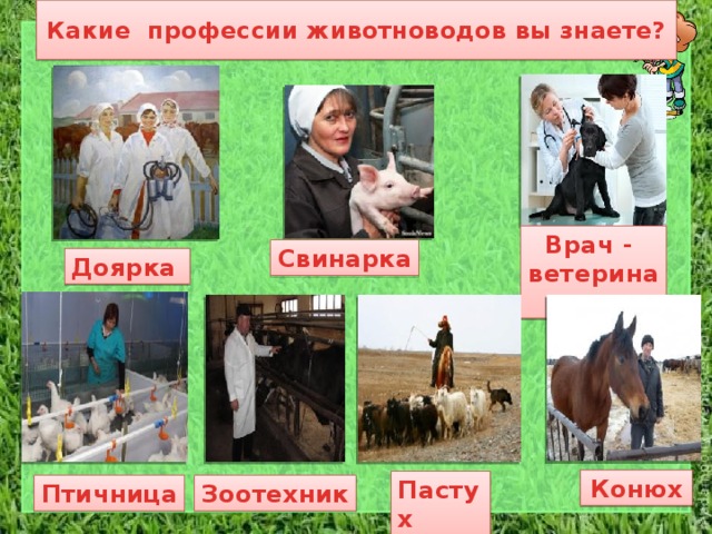 Какие профессии животноводов вы знаете? Врач - ветеринар Свинарка Доярка Конюх Пастух Зоотехник Птичница 