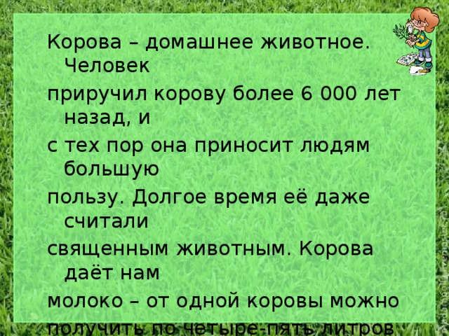 Корова – домашнее животное. Человек приручил корову более 6 000 лет назад, и с тех пор она приносит людям большую пользу. Долгое время её даже считали священным животным. Корова даёт нам молоко – от одной коровы можно получить по четыре-пять литров молока в день. Оно очень полезно. 