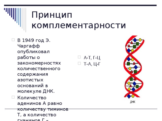 Принцип комплементарности А-Т, Г-Ц Т-А, Ц-Г В 1949 год Э. Чаргафф опубликовал работы о закономерностях количественного содержания азотистых оснований в молекуле ДНК. Количество аденинов А равно количеству тиминов Т, а количество гуанинов Г – цитозинов Ц. 