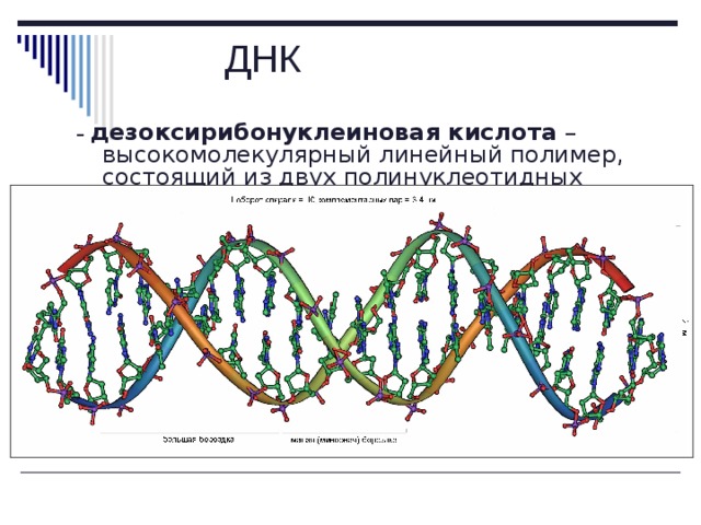 ДНК – дезоксирибонуклеиновая кислота – высокомолекулярный линейный полимер, состоящий из двух полинуклеотидных цепей. 