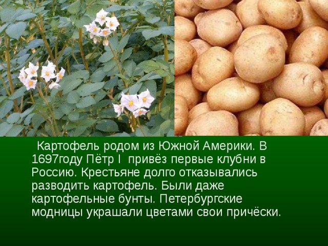  Картофель родом из Южной Америки. В 1697году Пётр I привёз первые клубни в Россию. Крестьяне долго отказывались разводить картофель. Были даже картофельные бунты. Петербургские модницы украшали цветами свои причёски. 