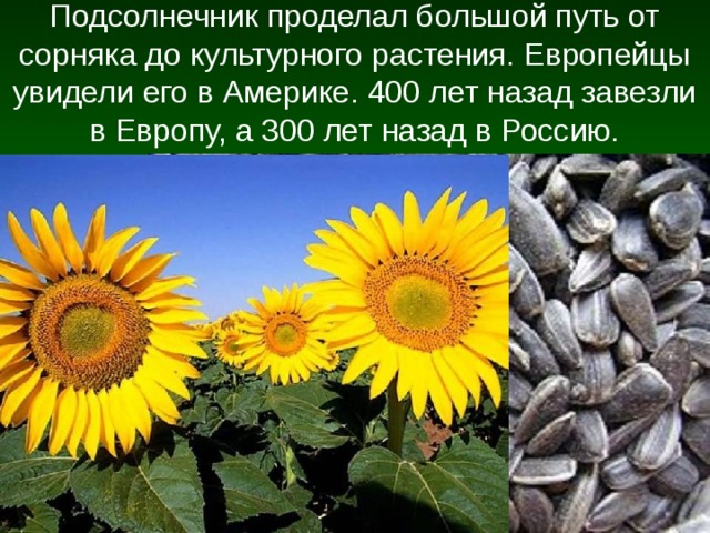 Подсолнечник проделал большой путь от сорняка до культурного растения. Европейцы увидели его в Америке. 400 лет назад завезли в Европу, а 300 лет назад в Россию. 