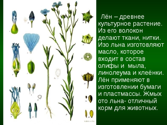  Лён – древнее культурное растение. Из его волокон делают ткани, нитки. Изо льна изготовляют масло, которое входит в состав олифы и мыла, линолеума и клеёнки. Лён применяют в изготовлении бумаги и пластмассы. Жмых ото льна- отличный корм для животных. 