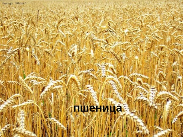 пшеница 