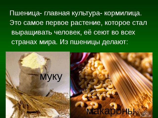 Пшеница- главная культура- кормилица. Это самое первое растение, которое стал  выращивать человек, её сеют во всех  странах мира. Из пшеницы делают:  муку Манную  крупу макароны 