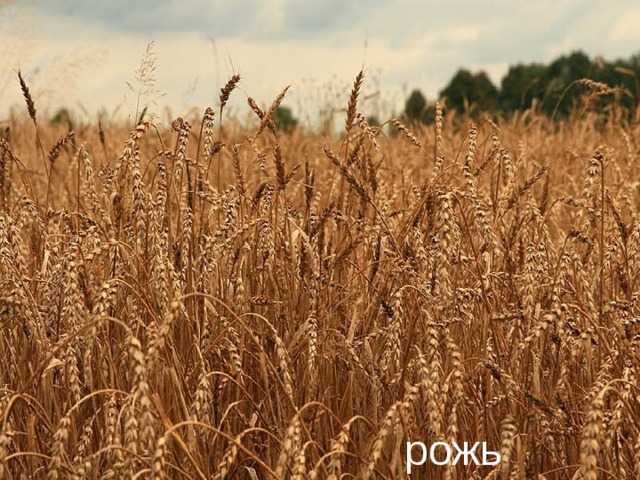 рожь 