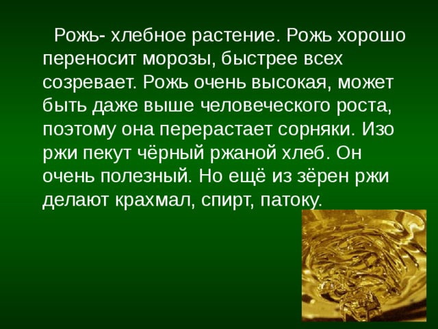  Рожь- хлебное растение. Рожь хорошо переносит морозы, быстрее всех созревает. Рожь очень высокая, может быть даже выше человеческого роста, поэтому она перерастает сорняки. Изо ржи пекут чёрный ржаной хлеб. Он очень полезный. Но ещё из зёрен ржи делают крахмал, спирт, патоку. 