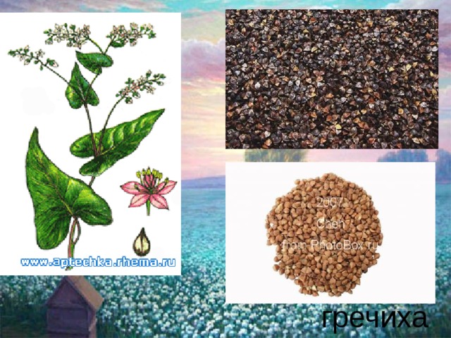 гречиха 
