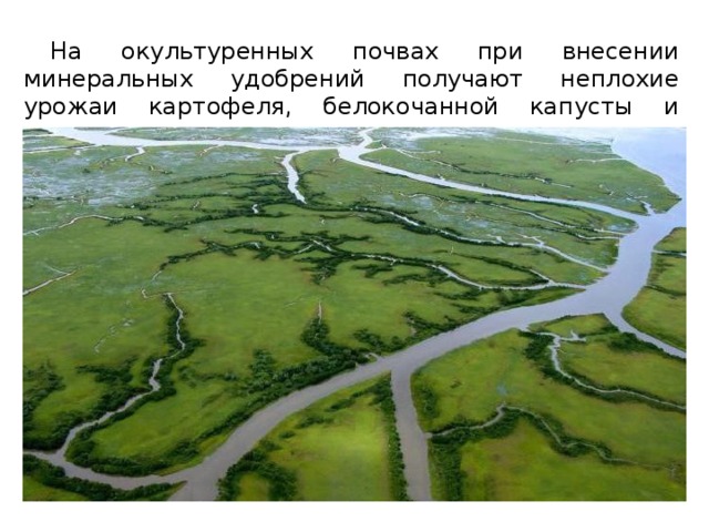 На окультуренных почвах при внесении минеральных удобрений получают неплохие урожаи картофеля, белокочанной капусты и кормовых трав. 