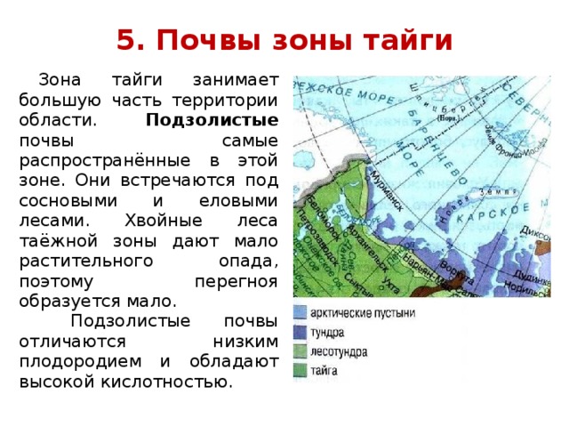Какую территорию россии занимает тайга. Почвы Архангельской области. Почвы лесотундры.