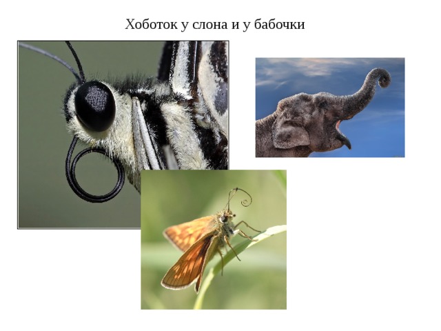 Бабочка и слон что общего