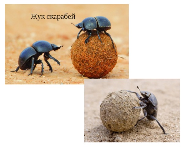 Скарабей рисунок 5 класс жук