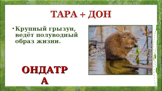 Крупный грызун, ведёт полуводный образ жизни.     ОНДАТРА 