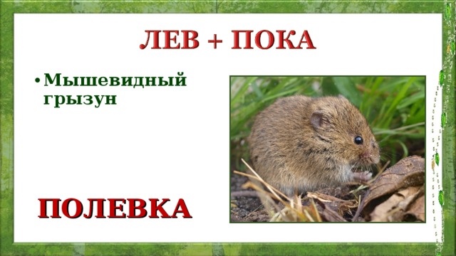 Мышевидный грызун      ПОЛЕВКА 