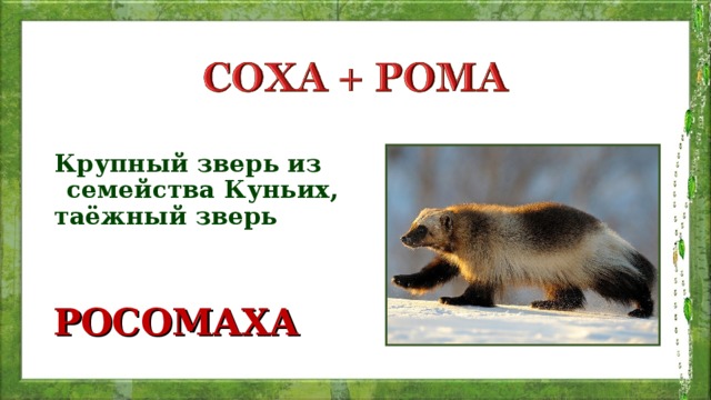 Крупный зверь из семейства Куньих, таёжный зверь РОСОМАХА 