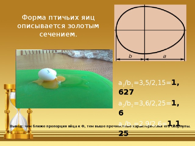 Форма птичьих яиц описывается золотым сечением. а 1 /b 1 =3,5/2,15= 1,627 а 2 /b 2 =3,6/2,25= 1,6 а 3 /b 3 =2.9/2,6= 1,125 Вывод: чем ближе пропорция яйца к Ф, тем выше прочностные характеристики его скорлупы. 