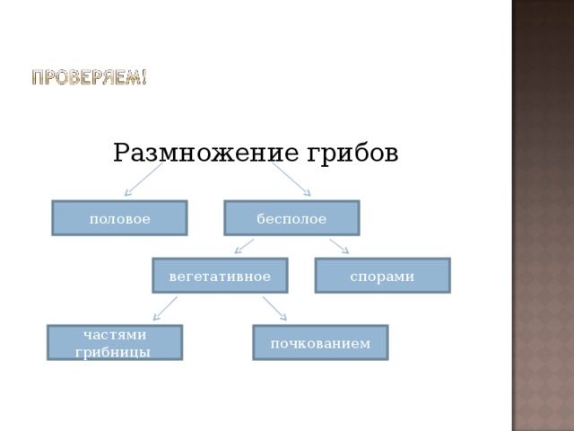 Размножение грибов половое бесполое вегетативное спорами частями грибницы почкованием