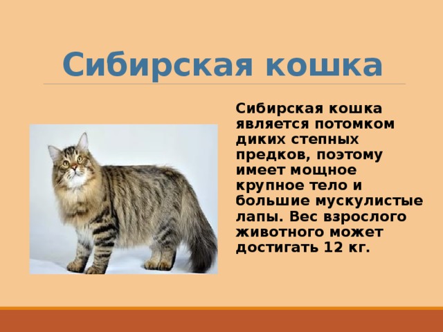 Сибирская кошка Сибирская кошка является потомком диких степных предков, поэтому имеет мощное крупное тело и большие мускулистые лапы. Вес взрослого животного может достигать 12 кг. 